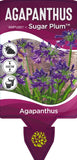 Agapanthus Sugar Plum