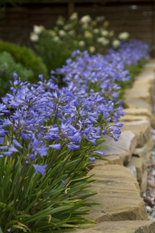 Agapanthus Baby Pete