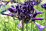 Agapanthus Black Pantha