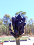 Agapanthus Black Pantha