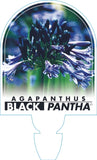 Agapanthus Black Pantha