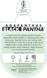 Agapanthus Black Pantha