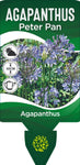 Agapanthus Peter Pan