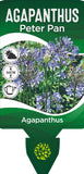 Agapanthus Peter Pan