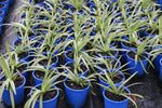 Agapanthus Purple Cloud