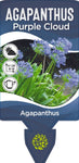 Agapanthus Purple Cloud