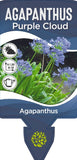 Agapanthus Purple Cloud