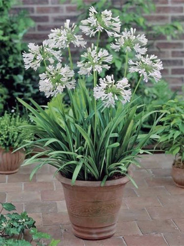 Agapanthus Snowball