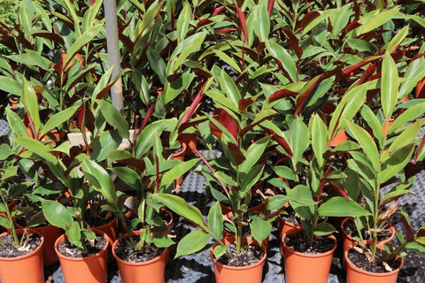 Alpinia Atherton Red (Tucker Bush Red Back Ginger)