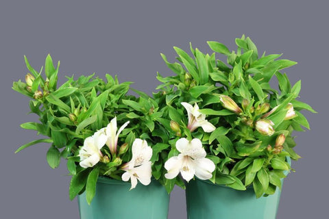 Alstroemeria Inticancha Magic White