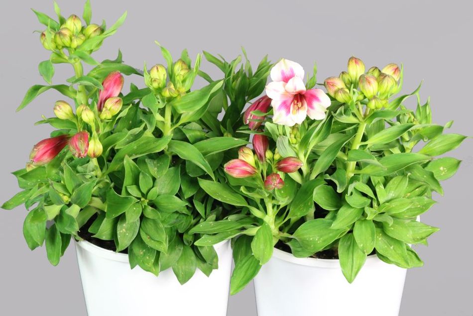 Alstroemeria Inticancha Maya – Greener Garden Supplies