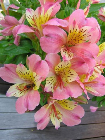 Alstroemeria Little Miss Davina