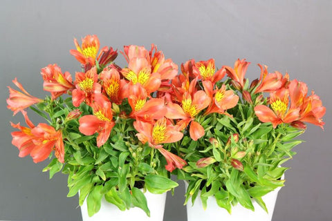 Alstroemeria Little Miss Jessica