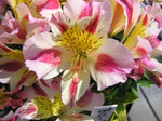 Alstroemeria Little Miss Miranda