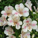 Alstroemeria Little Miss Natalie