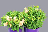 Alstroemeria Little Miss Natalie