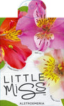 Alstroemeria Little Miss Natalie