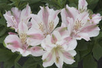 Alstroemeria Little Miss Sophie