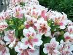 Alstroemeria Little Miss Universe