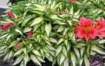 Alstroemeria Little Miss Zoe