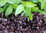 Alternanthera Little Maroon TM ALM01