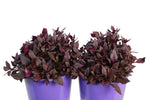 Alternanthera Little Maroon TM ALM01