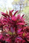 Alternanthera Brazilian Red Hots