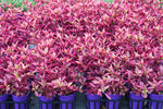 Alternanthera Brazilian Red Hots