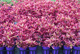 Alternanthera Brazilian Red Hots