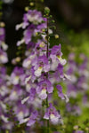 Angelonia Archangel Blue Bicolour