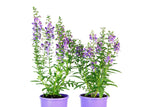 Angelonia Archangel Blue Bicolour