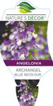 Angelonia Archangel Blue Bicolour