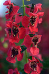 Angelonia Archangel Cherry Red