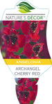 Angelonia Archangel Cherry Red