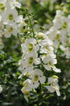 Angelonia Archangel White