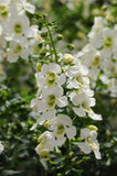 Angelonia Archangel White