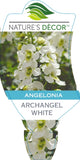 Angelonia Archangel White