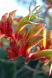 Anigozanthos Amber Velvet