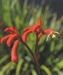 Anigozanthos Big Red