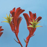 Anigozanthos Bush Ballad