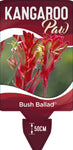 Anigozanthos Bush Ballad