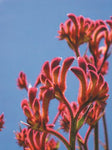 Anigozanthos Bush Blitz