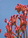 Anigozanthos Bush Blitz