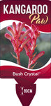 Anigozanthos Bush Crystal
