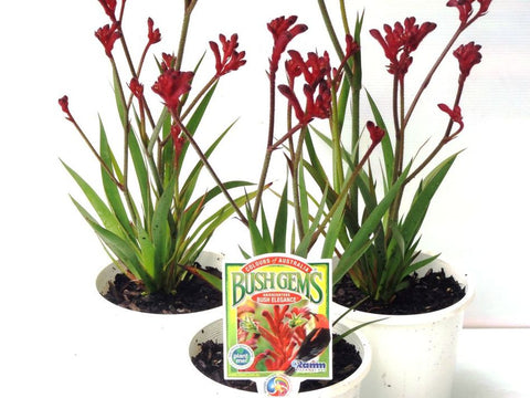 Anigozanthos Bush Elegance