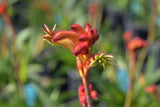 Anigozanthos Bush Flare