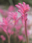 Anigozanthos Bush Pearl