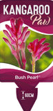 Anigozanthos Bush Pearl