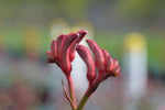 Anigozanthos Bush Princess