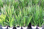 Anigozanthos Bush Princess